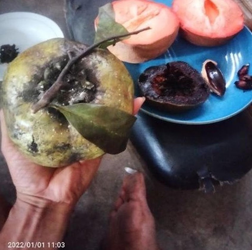 Black Sapote Giant Matt Jumbo Aceh