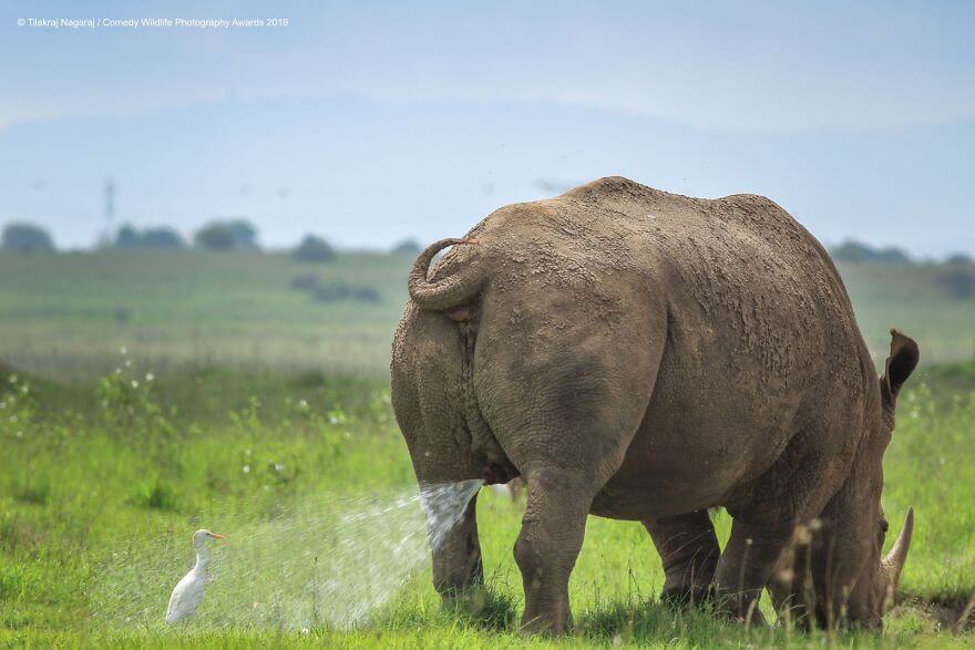 Hilariously Adorable Entries From The 2019 Comedy Wildlife Photography Awards