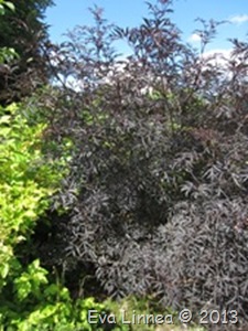 IMG_7111