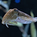 Masters of Disguise: The Color-Changing Wonders of Cuttlefish Revealed