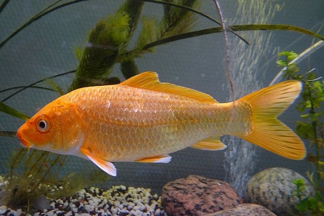 gambar ikan koi