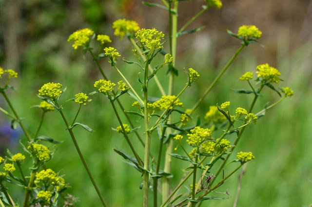 Isatis tinctoria