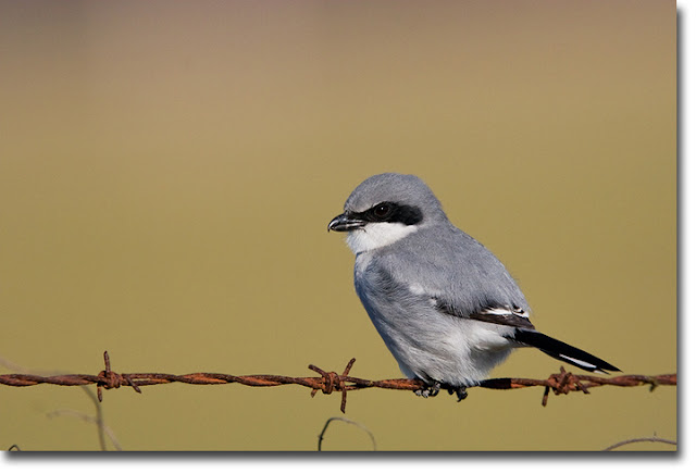 Small Birds Of North America