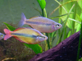 Ikan Hias Rainbow Fish