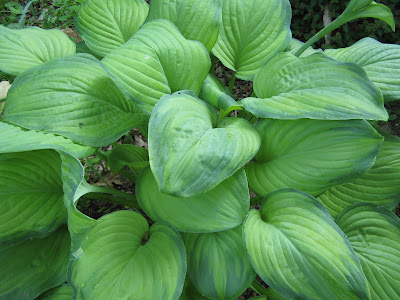 Hosta Ambrosia care