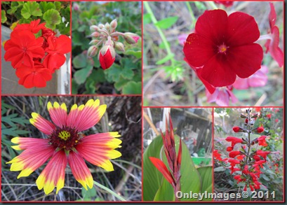 meadow reds1106