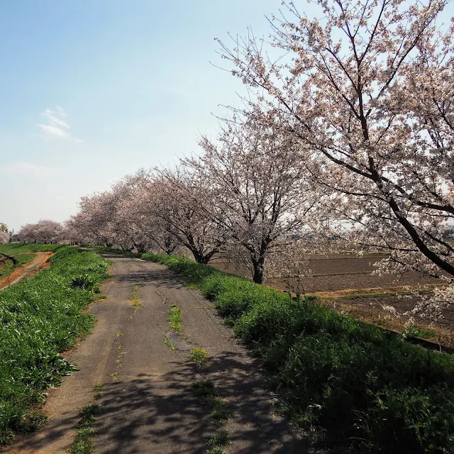 比企自転車道（川島こども動物自然公園自転車道）