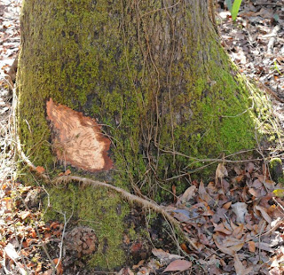 Beaver sign at Audubon's Francis Beidler Forest by Mark Musselman