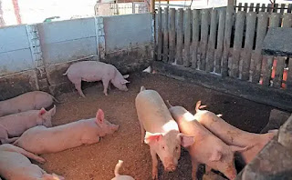The best ways to house and fence pigs