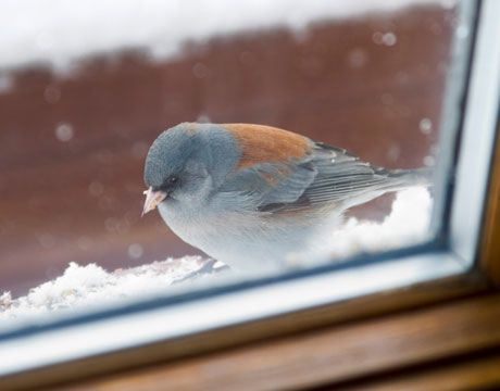 Birds Window