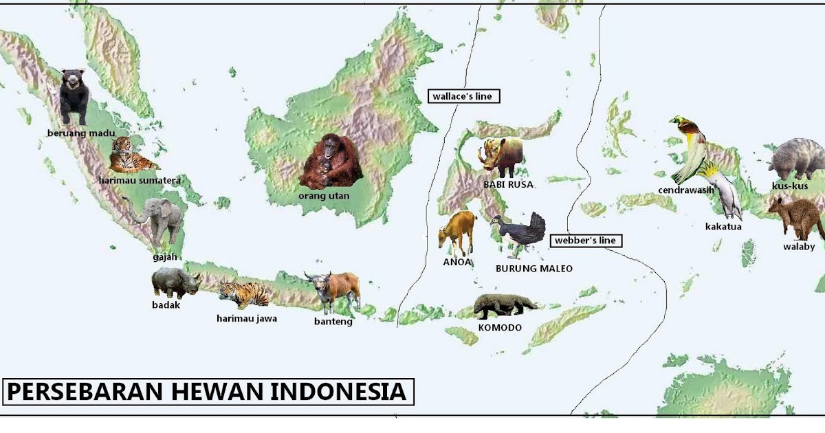 Persebaran Flora dan Fauna di  Indonesia  Biasa Membaca