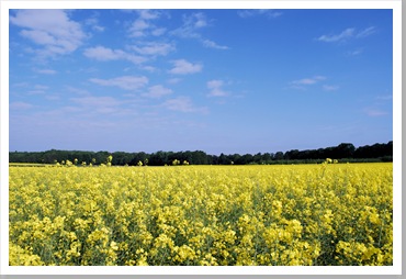 DSC_0747_20090507_1264