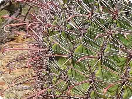 long-needles