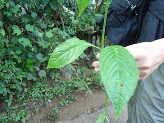 Justicia, medicinal leaves, Coorg festival