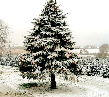 christmas tree snow