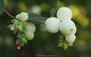 http://fotobabij.blogspot.com/2015/08/snieguliczka-biaa-owoce-symphoricarpos.html