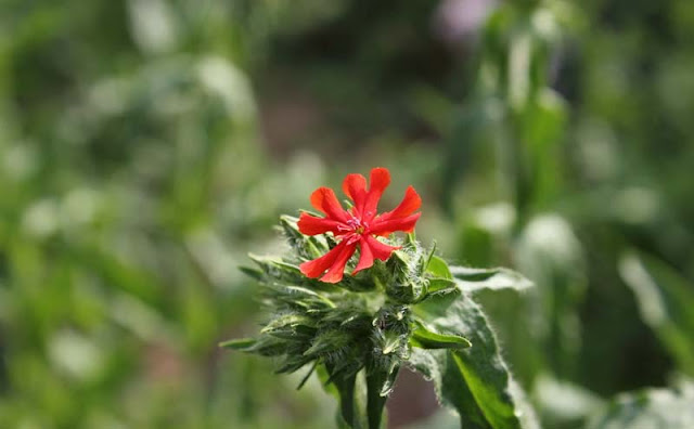 Maltese Cross Flowers Pictures