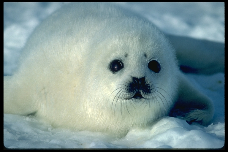 seal. Seal#39;s slaughtered in Canada