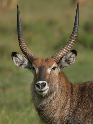 Waterbuck Wild Animal Picture