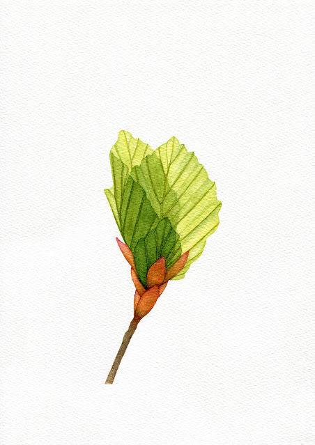 'Beech Tree Bud Opening' 2023 by Oona Culley, botanical, painting