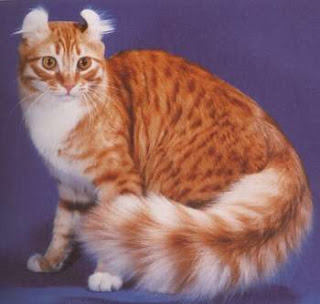 american curl cat pets, huisdieren, animaux de compagnie, Haustiere, animais, Animale de companie, animales domesticos, husdjur, Evcil Hayvan, anifeiliaid anwes, domace zvali, binatang kesayangan, augintiniai, animali domestici, peatai, bet kay, lemmikit, mga alagang hayop, domaci zvirata, kucni ljubimci, animals domestics, maskotak, binatang peliharaanpuss pussy pussycat grimalkin kat mace pisik kotka gat macka kocka kass pusa kissa gato katze macska kottur kakis kate qattus kot pisica macka katt kedi con meo kucing