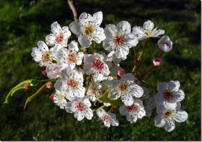 seattle cherry blossoms 030815 00000