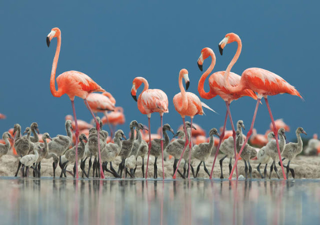 Koob flamingos fotografo ClaudioContreras