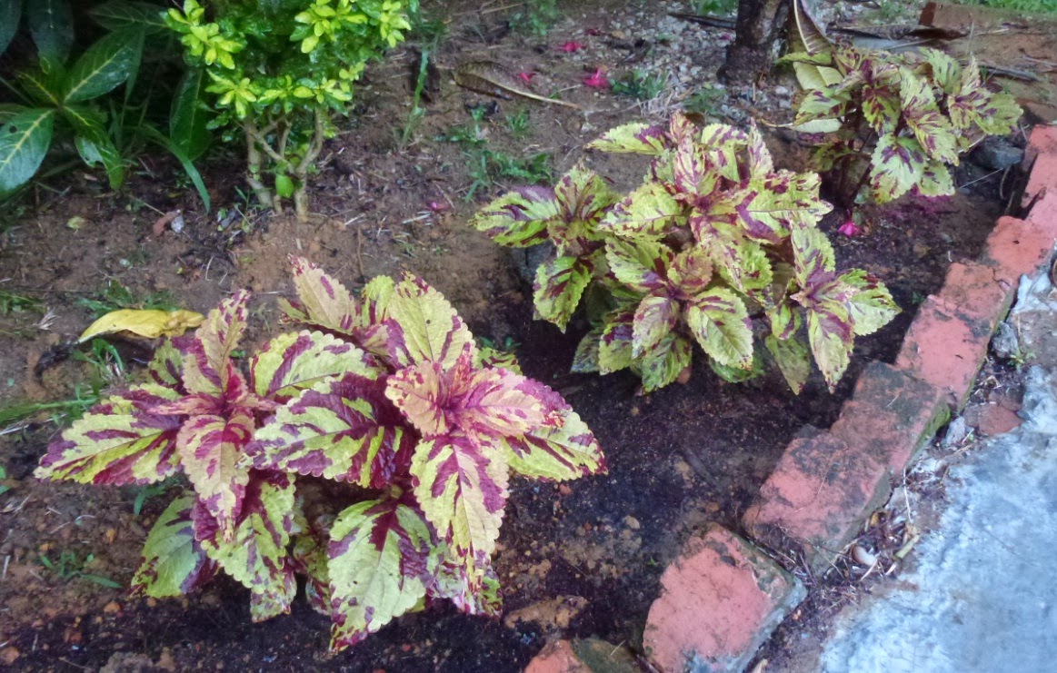 Greenfingers: Berati-ati di Laman