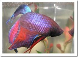 Betta-Fish-Picture-211