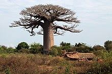 Baobab wikipedia