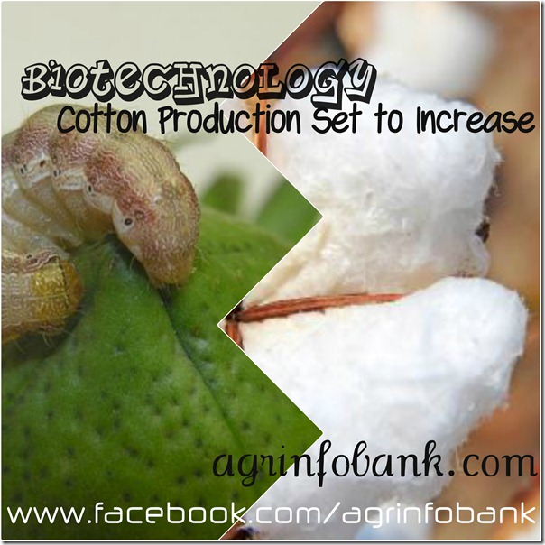 Biotechnology Cotton Production Set to Increase