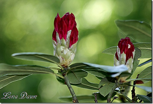 R_Buds