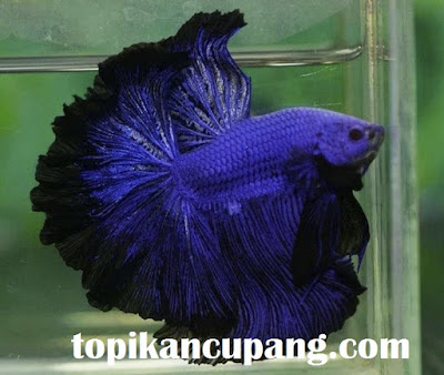 Ikan Cupang Double Tail