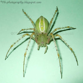 Green Lynx Spider