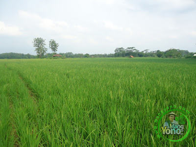  FOTO 2 : Padi TRISAKTI admin di sawah Tegalsungsang sudah bunting besar, keluar malai dan berbunga 