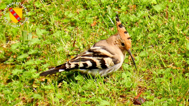 BAINVILLE-SUR-MADON (54) - Des oiseaux rares : les huppes fasciées