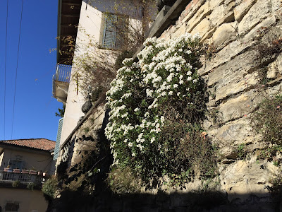 Iberis sempervirens (candytuft) grows on a wall on Via Sudorno