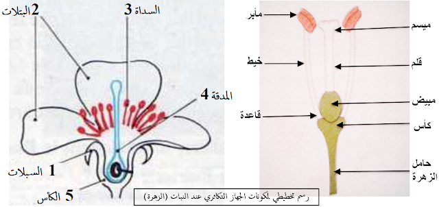 مكونات الجهاز التكاثري عند النبات الزهري - مكونات الزهرة ، التكاثر الجنسي عند النباتات الزهزية