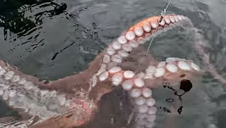Watch the amazing video: Big Octopus Caught While Kayak Fishing