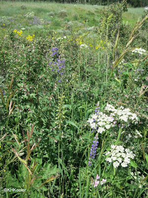 wildflowers, Intersection routes 40 and 14, Colorado, early July 2015