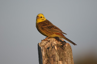 Male Yellowhammer