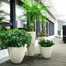 Plantas de interior en macetas grandes