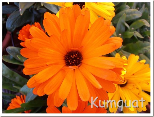 calendulas5