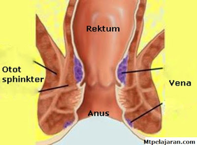 Gambar bagian anus