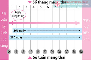 Cách tính tuổi thai nhi và dự đoán ngày sinh