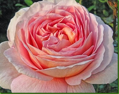 Rosa ABRAHAM DARBY Rosa ABRAHAM DARBY