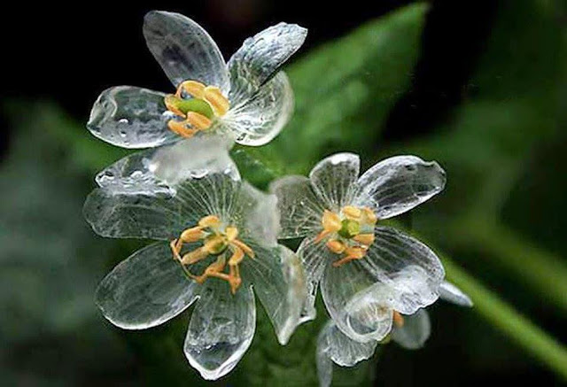 雨が降ると透明になる？？日本にも咲く美しい花、サンカヨウ【n】