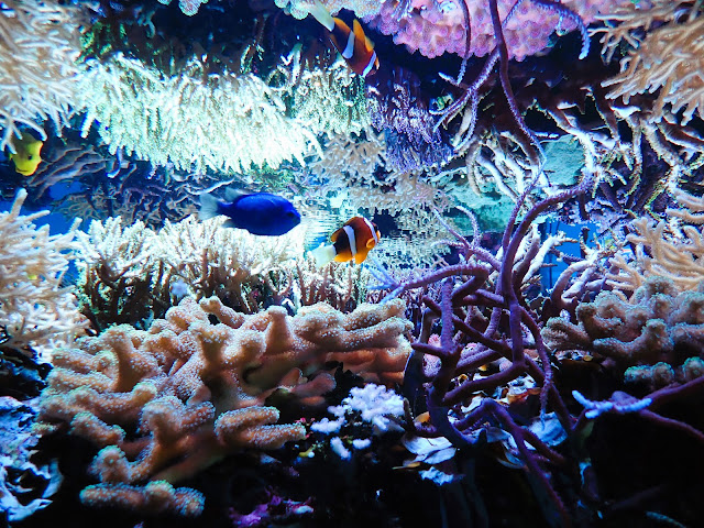 入口處設有熱帶魚展示池。