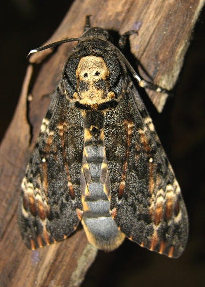 Dødningehoved aftensværmer - Acherontia atropos