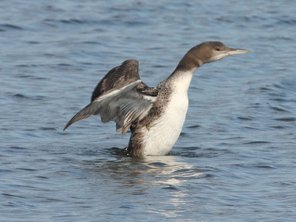 common loon images. The nest of the common loon is